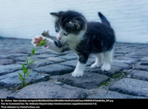 kitten05.jpg